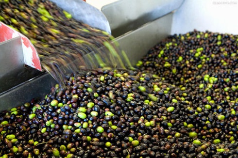olive oil machine