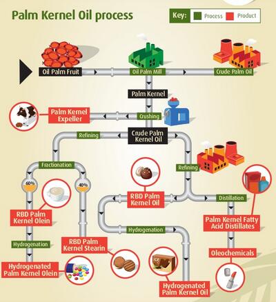Processing of palm oil, palm kernel oil and fractionation process.